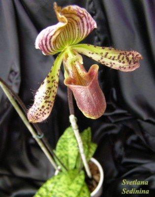 Paphiopedilum.jpg
