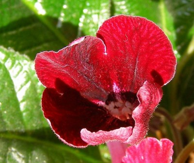 Неприлично красный цвет!