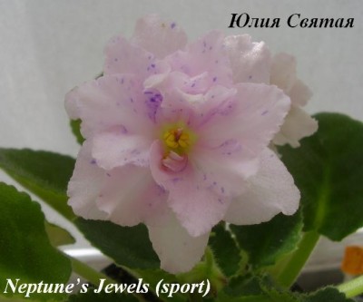 Neptune’s Jewels Sport2 (2).JPG