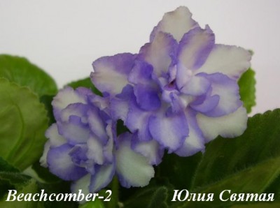 Beachcomber-2  1.JPG