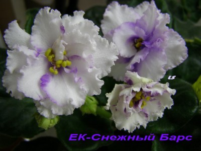 У меня он такой: