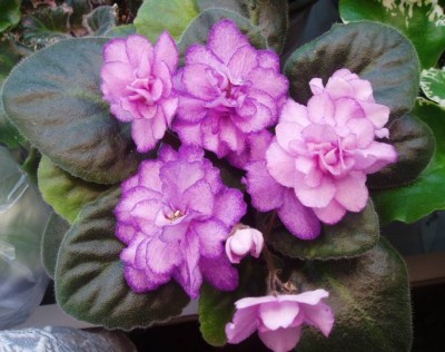 Пассионария