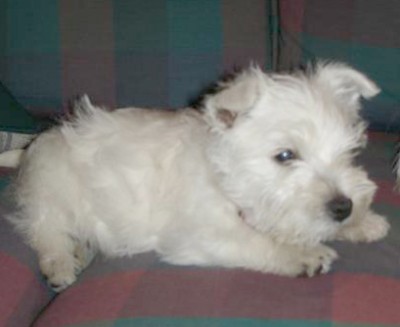 Westie_puppy[1].jpg