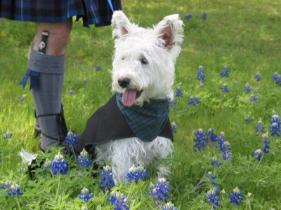 WestHighlandWhiteTerrier[1].jpg