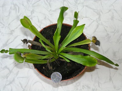 Номер раз. Две боль-менее развитые ловушки. Были открыты в момент покупки.