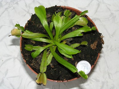 Номер два. По-моему, это две растюшки... ну, мне так кажется.