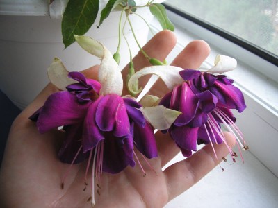  моя фуксия.jpg