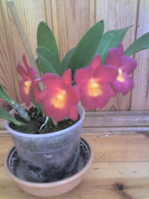 каттлейтония