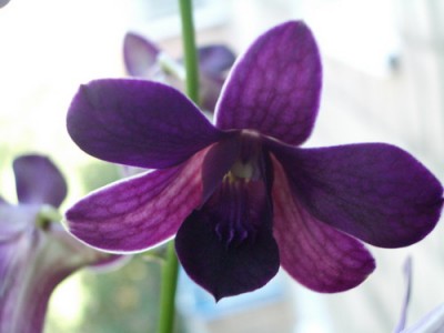 Den. Blue Violetta - Taivan