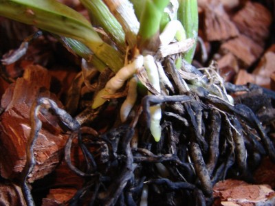 фото 1 корни Lc маленькая бородка))