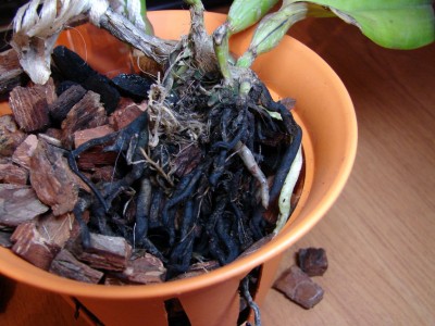 Фото 2 корни blc