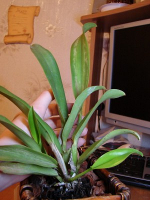 Ростики красавицы Lc тоже меньше самых крупных