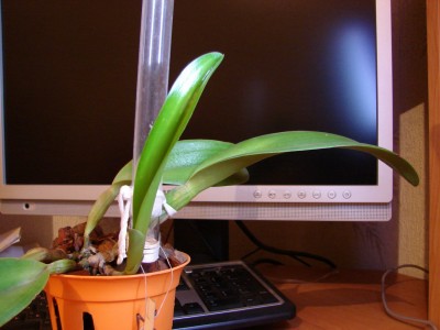 разница нового и самого большого роста BLC