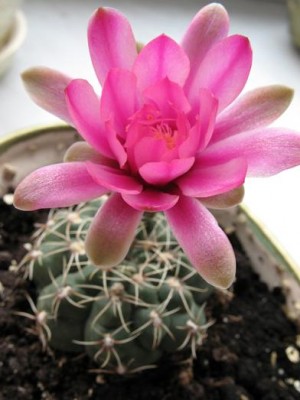 Гимнокалициум