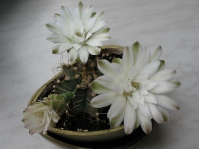 Тоже гимнокалициум