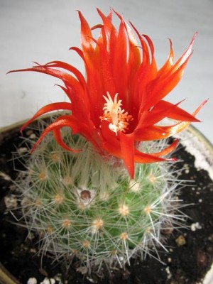 Parodia pennicillata (Хочется верить, что удалось его идентифицировать, по крайней мере фамилию)