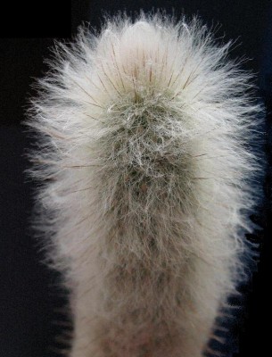 Какой-то цереус