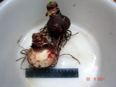 вот такие луковицы