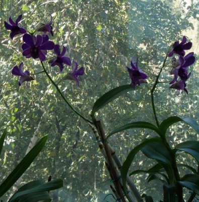 Den. Blue Violetta 2007 09 23 a.jpg