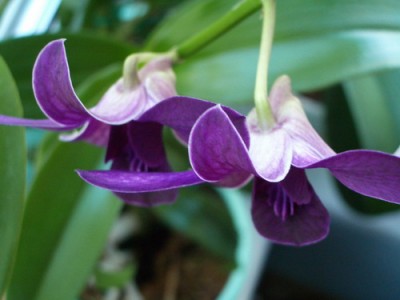 Den. Blue Violetta 2007 09 23 01 a.jpg