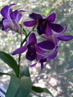 Den. Blue Violetta 2007 09 23 04 a.jpg