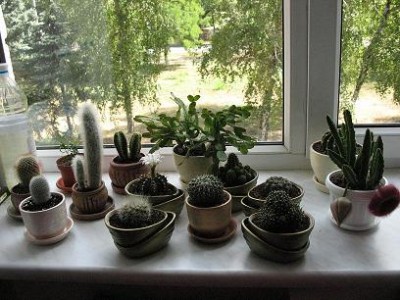 Кактусовка :)