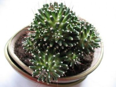 Маммилярия (монстрозная форма)