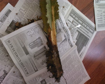 Ну, ваот. Взяла ложку и всё мягкое удалила(нет. пока ещё не всё). По поводу червенца, сомневаюсь, плесень пушистая . махровая, пахнет плесенью.