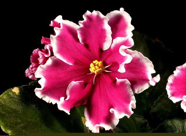 -Зимняя Вишня.jpg