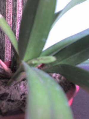 Это один цветонос. Есть еще такой же, но его совсем фотать неудобно