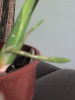 Это два цветоноса на одном растении