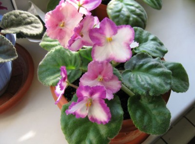 B-Man’s Taormina.jpg