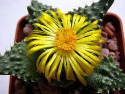 Faucaria_2.jpg
