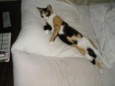 А вот так мы любим растянуться на подушке.