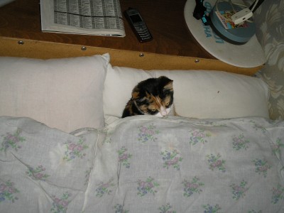 Спокойной ночи!