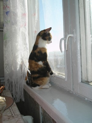 Какая сегодня на улице погода?