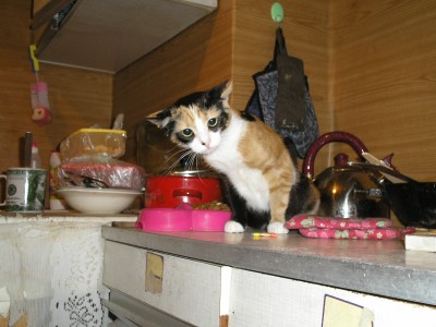 А это она так реагировала на собаку.