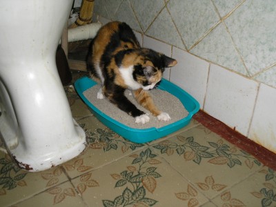 Это она впервые увидела наполнитель.