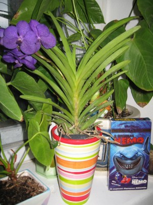 Vanda2.jpg