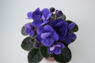 любимая синявочка