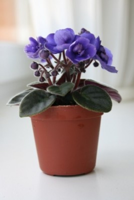 любимая синявочка