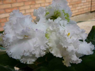 ЛЕ - Снежный Балет