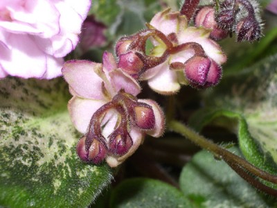 Lilian Sparkler16.jpg