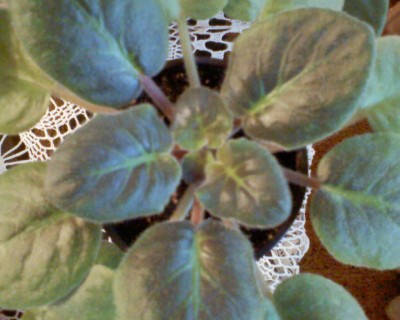 и фиалочка та что может заражена клещом :(