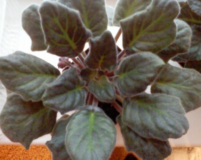 фиалочками с завернутыми ложечкой под низ листьями