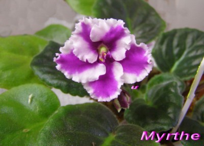 Первое цветение пасынка