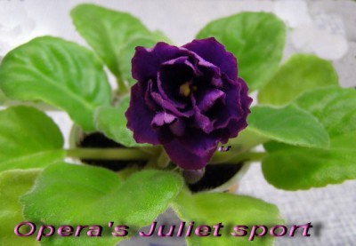 Вот такое чудо!