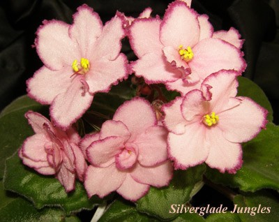 Сейчас в фаворитах!!!