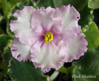 Очень нежный!