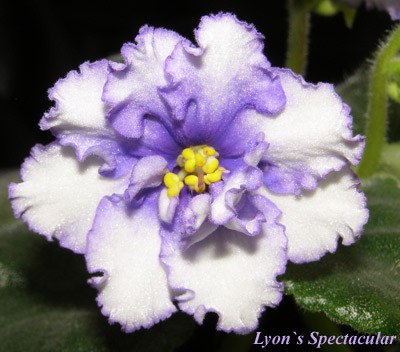 Красавчик, люблю...)))